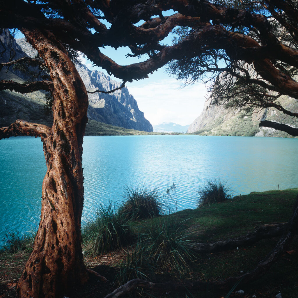 Queñua in front of the Laguna Chinacocha (Laguna Llanganuco)