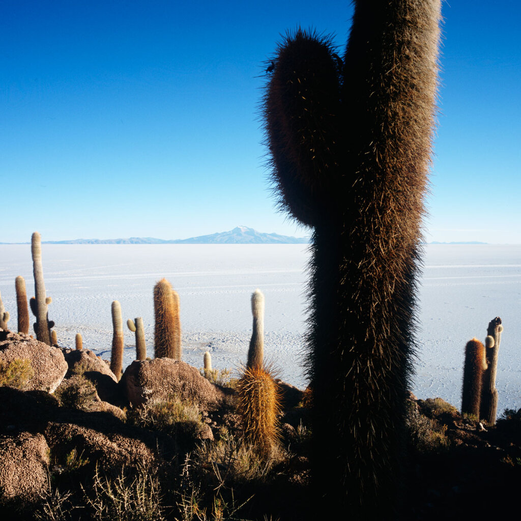 Cardones de la puna on Isla Incahuasi