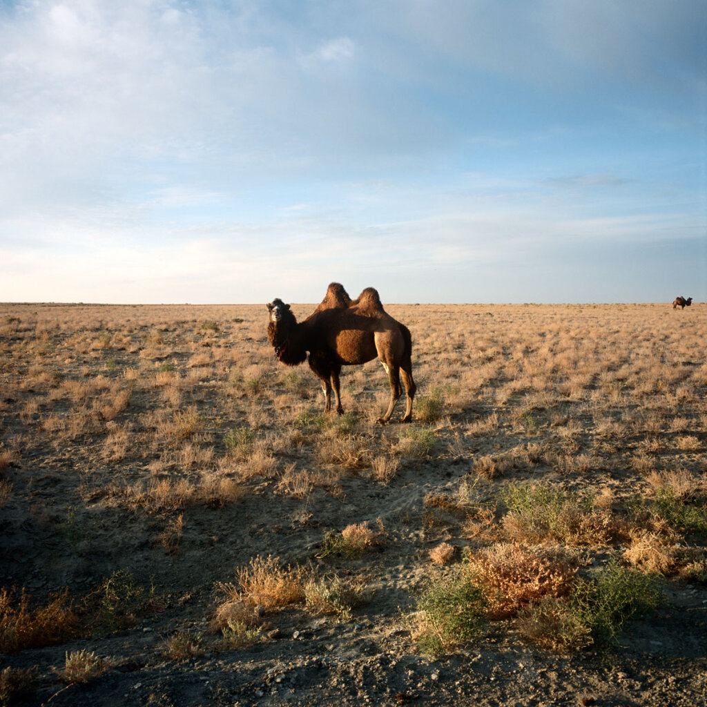 Camel near Kambash Lake