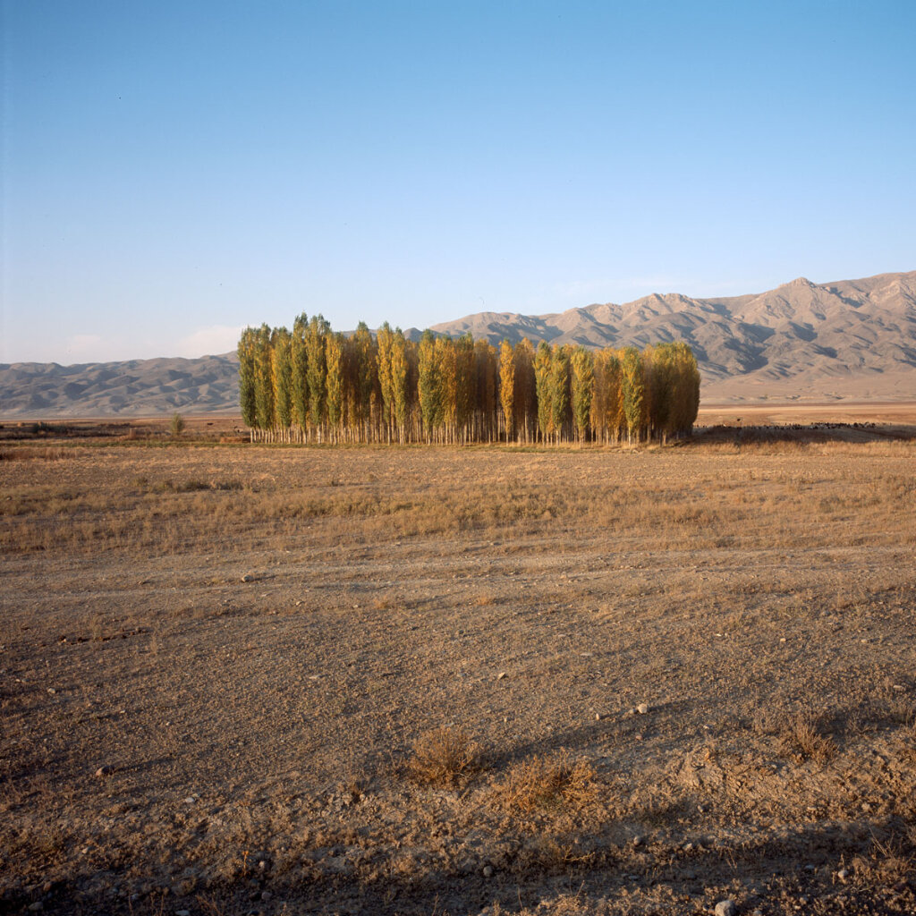 Poplars near Klyuchëvka 