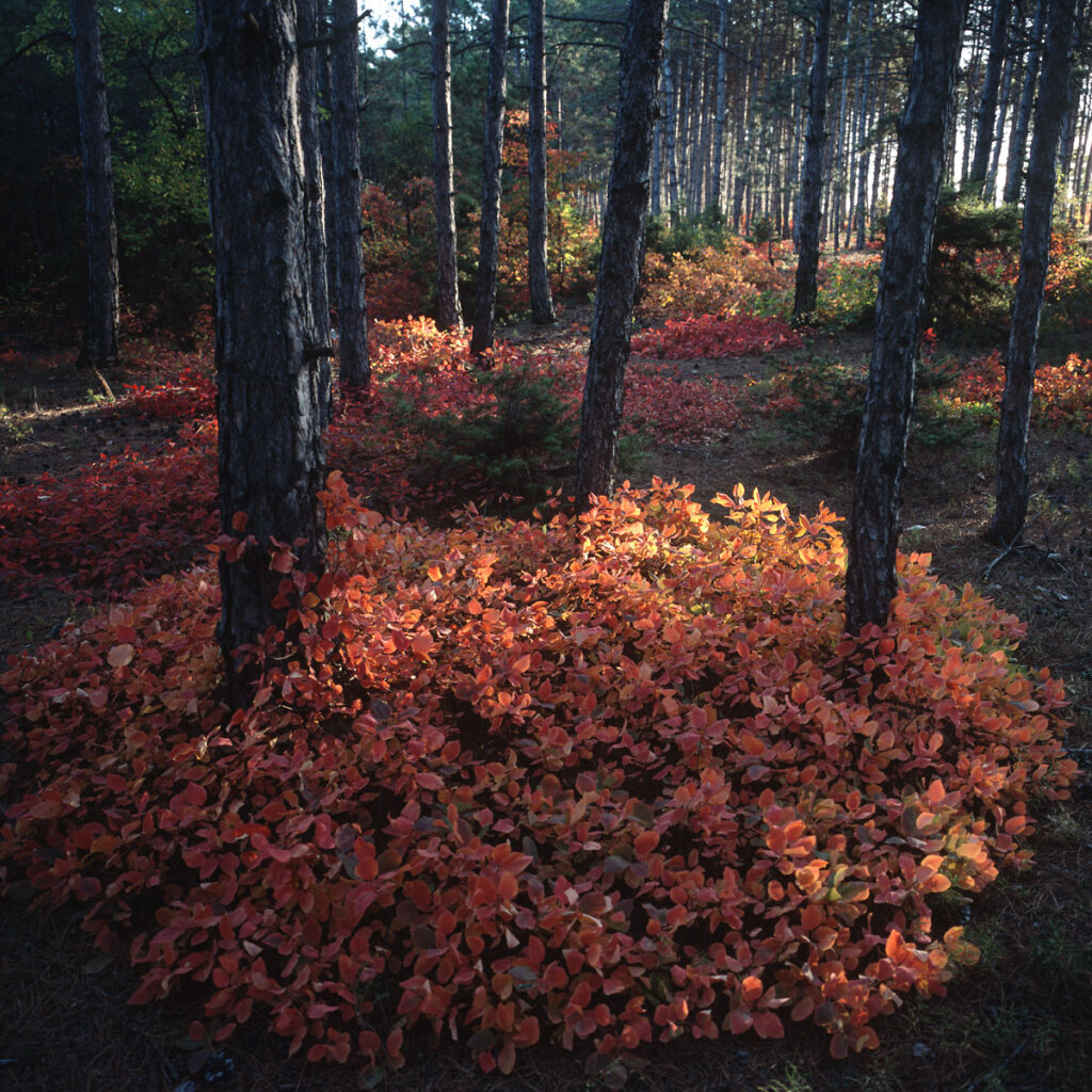 Pine forest near Bakhchysarai 