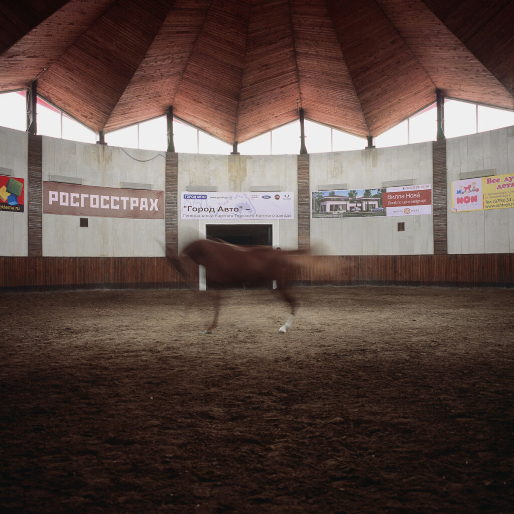 Purebred Arabian horse in the riding arena of Tersk Stud 