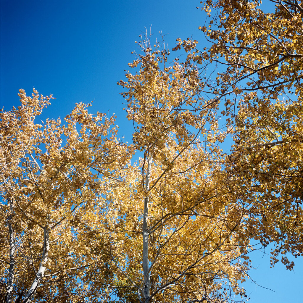 Silver birch beetween Kamyshin and Saratov 