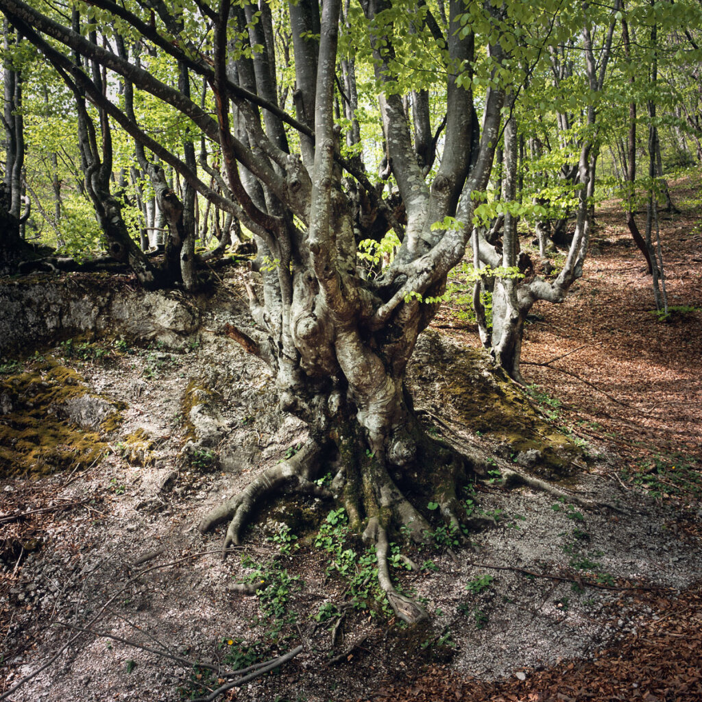 Old, Tormented Beech