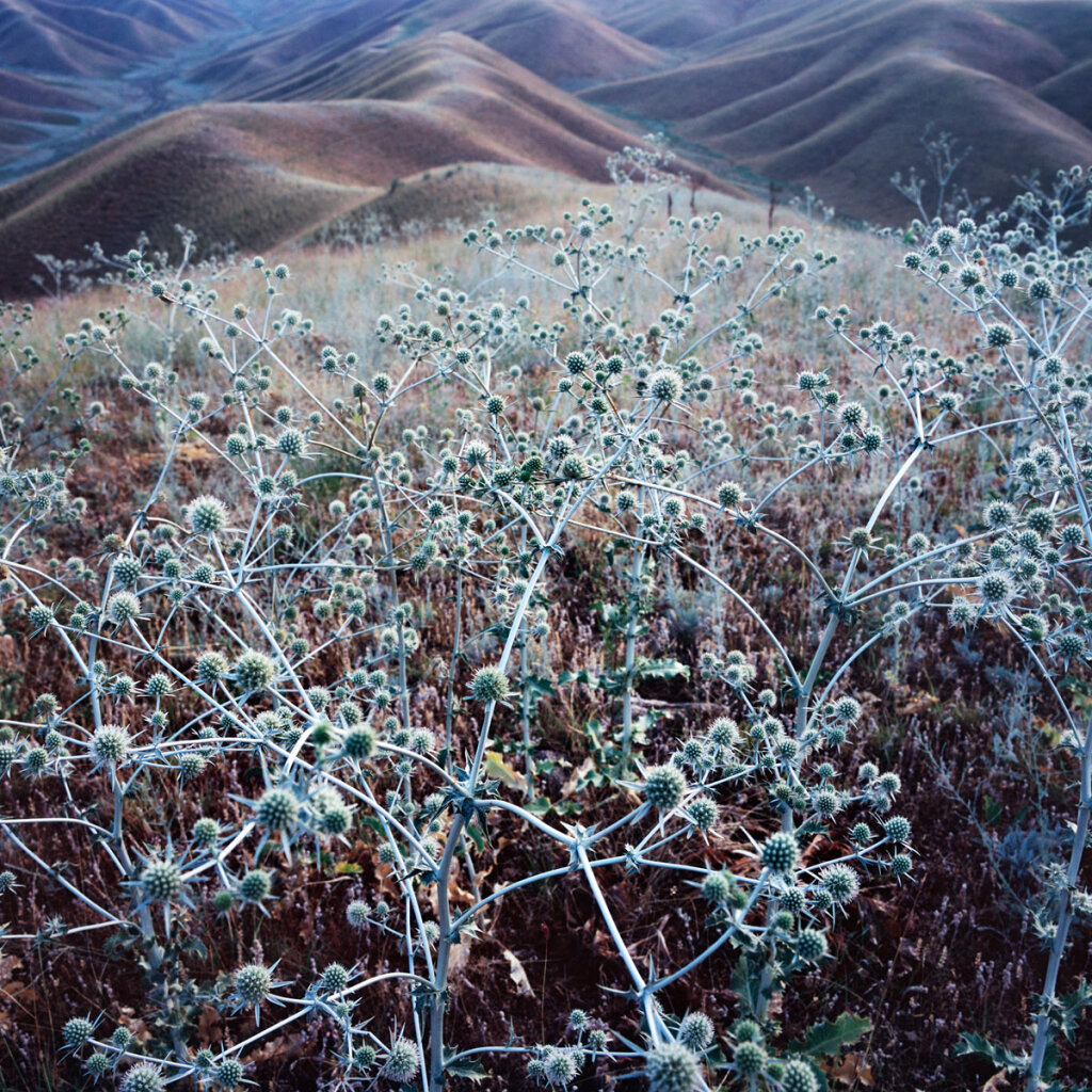 Thistle on the hills above toktogul