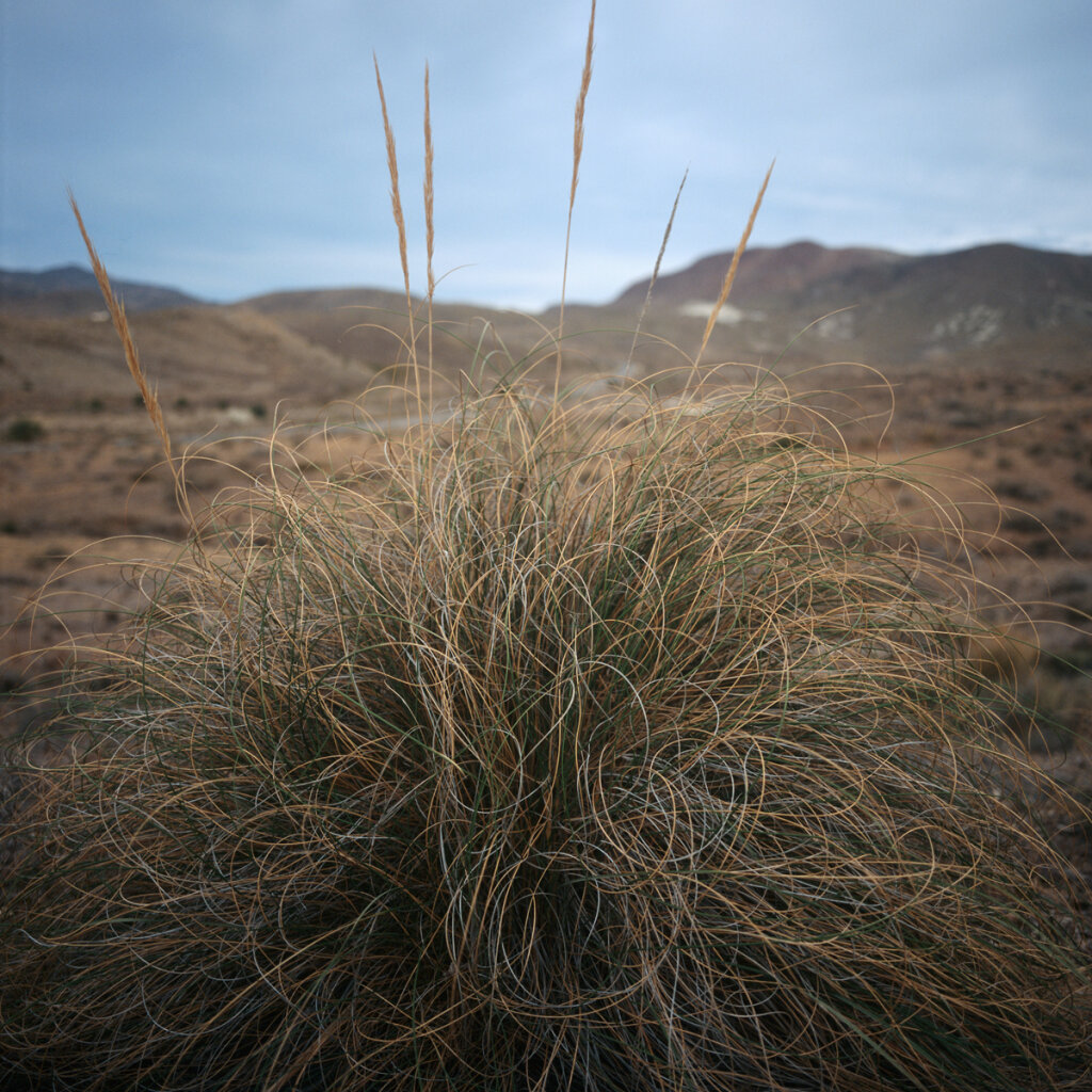 Grass Plants