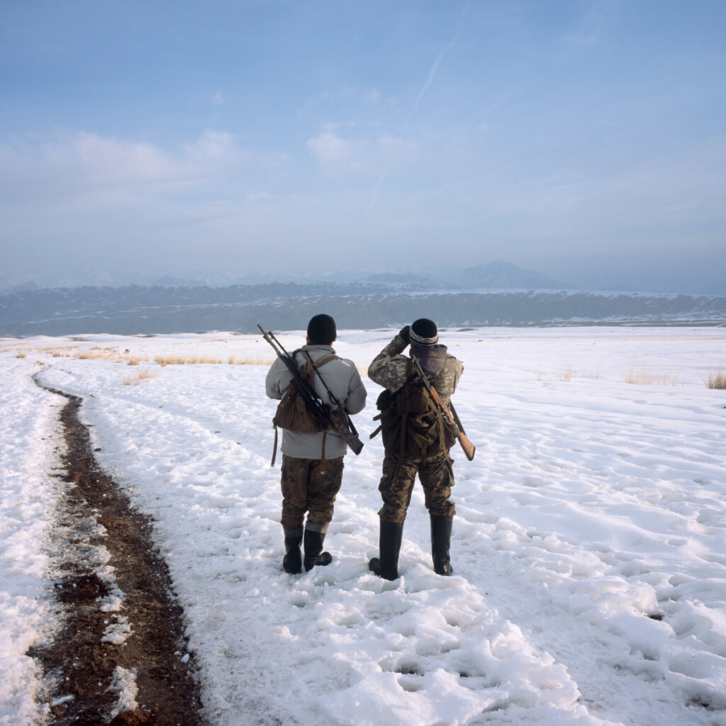 Chasse au loup : observation