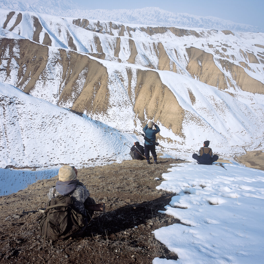 Chasse au loup : observation, encore