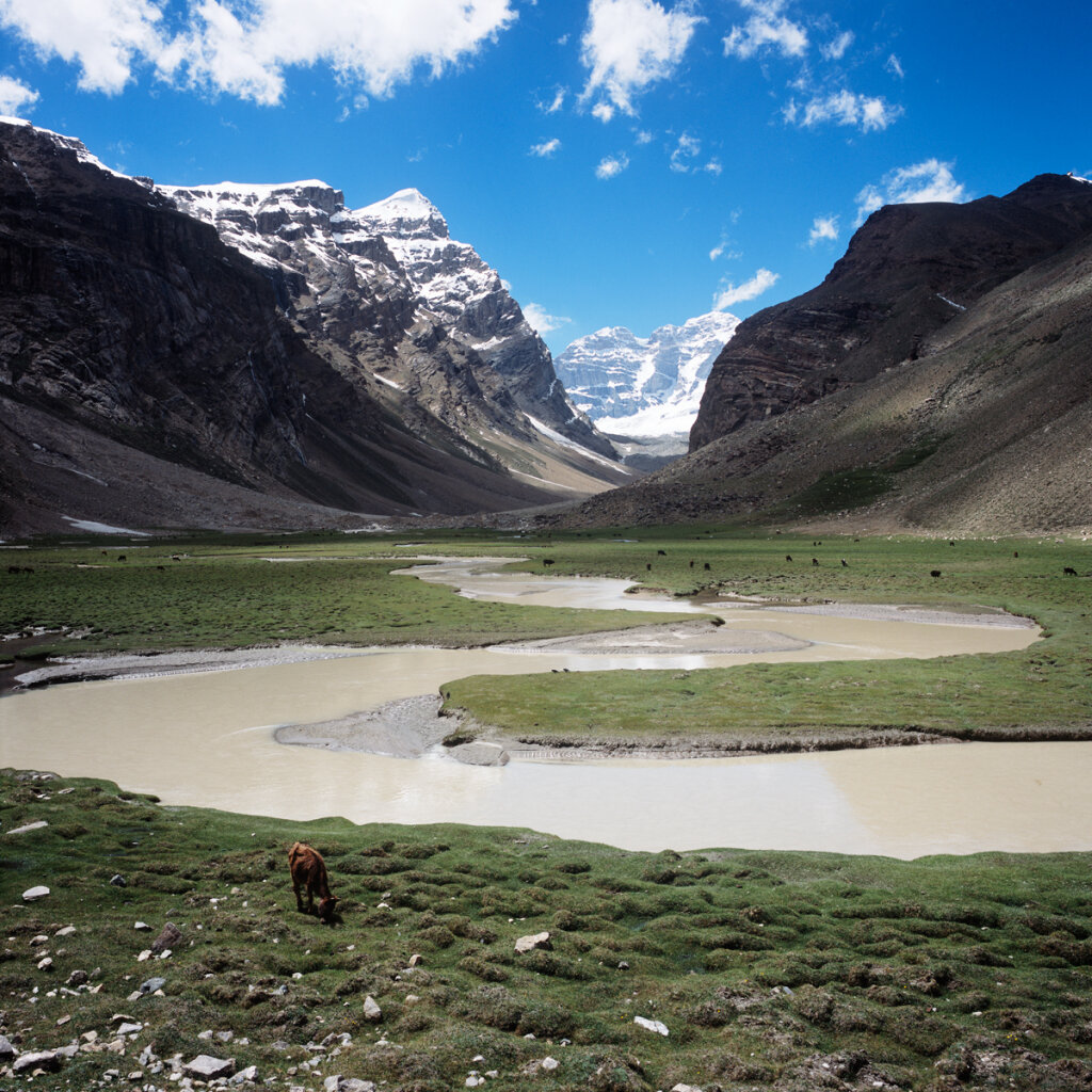 Engels Peak Meadows