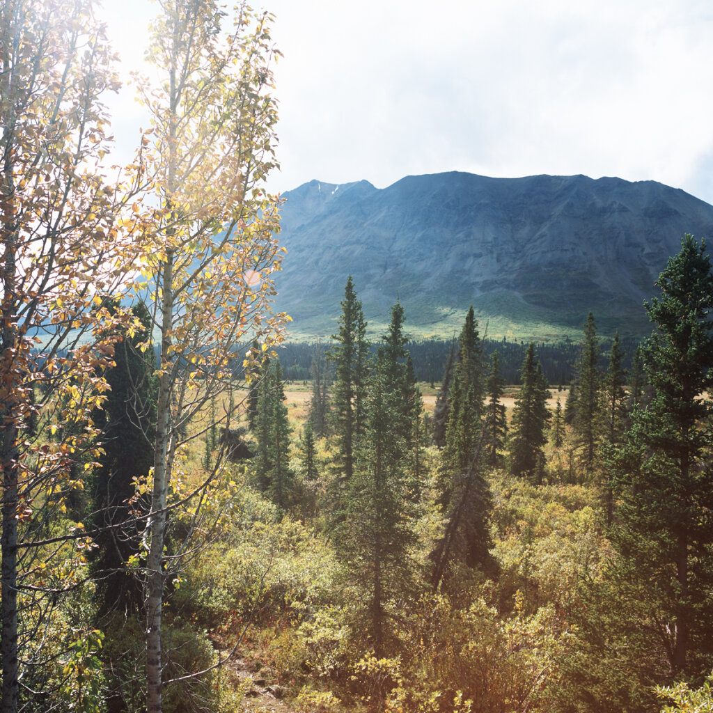 Cottonwood Trail