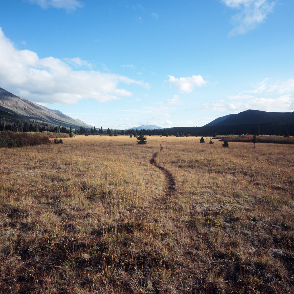 Cottonwood Meadows