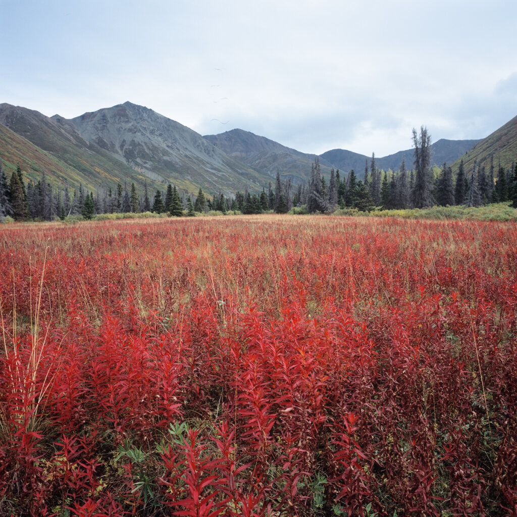 Fireweed