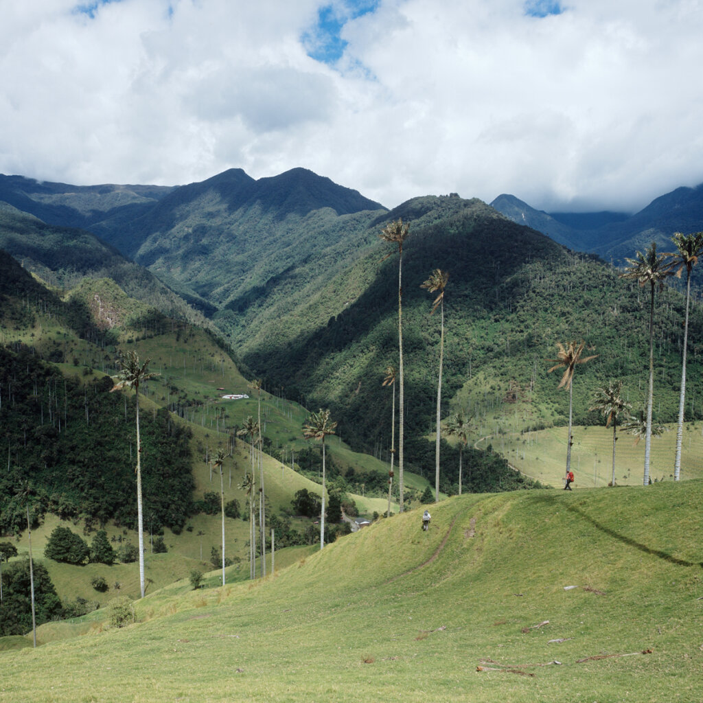 Palma de cera del Quindío